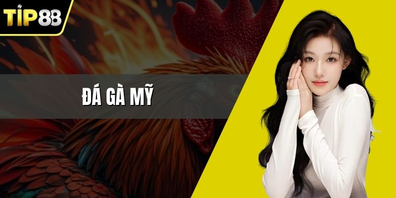 Đá Gà Mỹ – Những Thông Tin Cần Nắm Trước Khi Tham Gia