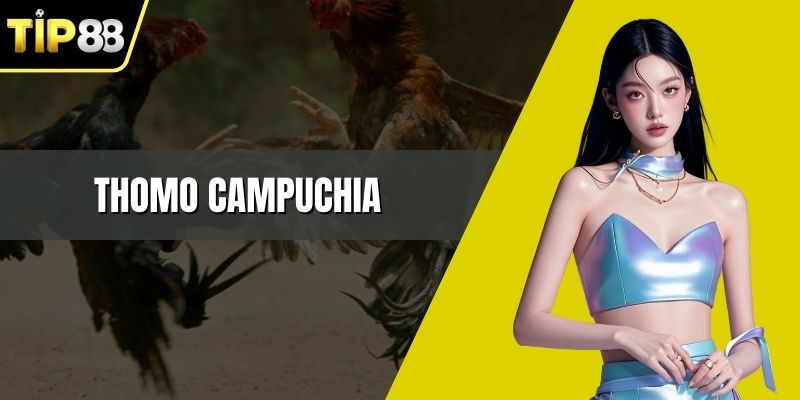 Thomo Campuchia – Trường Gà Hợp Pháp Nổi Tiếng 2026